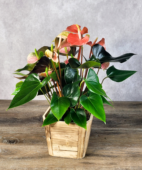 Anthurium Plant