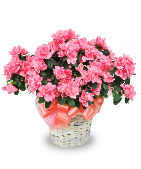 Azalea Plant