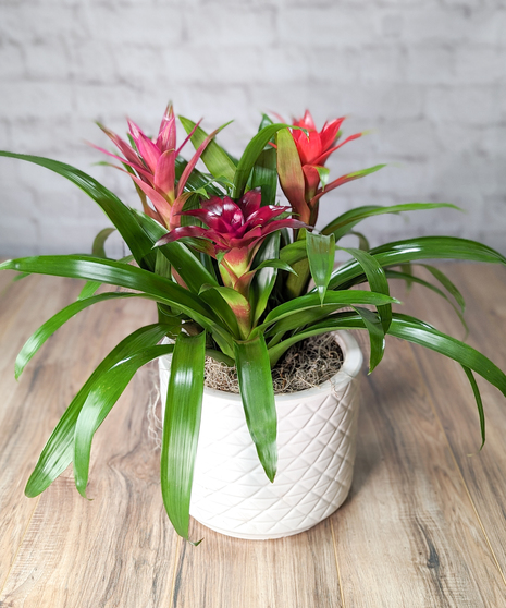 Bromeliad Garden