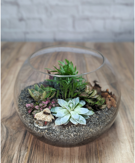 Bubble Bowl Terrarium