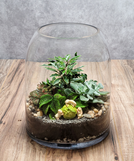 Dome Glass Terrarium