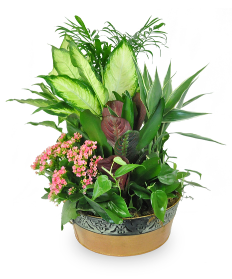European Planter