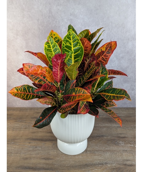 Autumn Blaze Pedestal