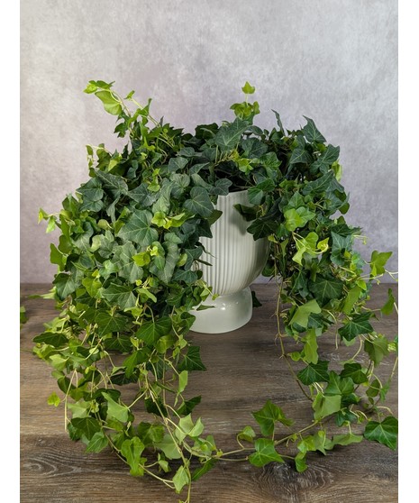 The Victorian Pedestal