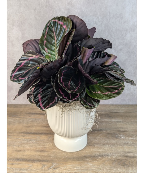 'Dottie' Drama Pedestal