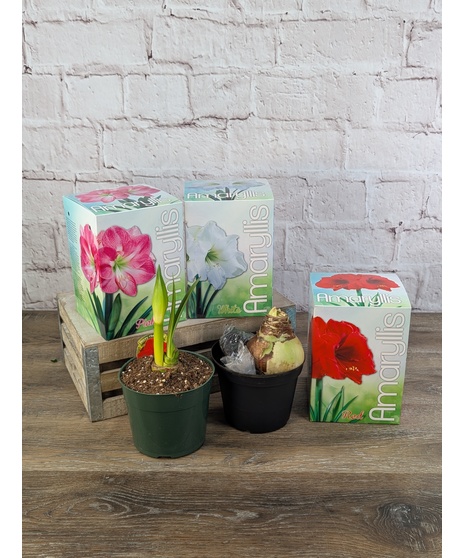Amaryllis Bulb DIY Kit
