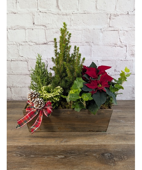 Festive Evergreen Garden