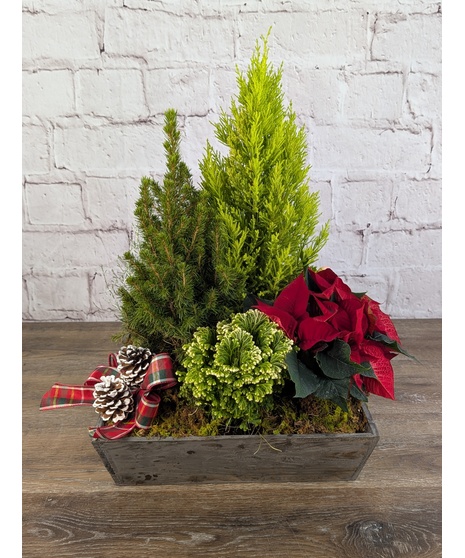Festive Evergreen Garden - Deluxe