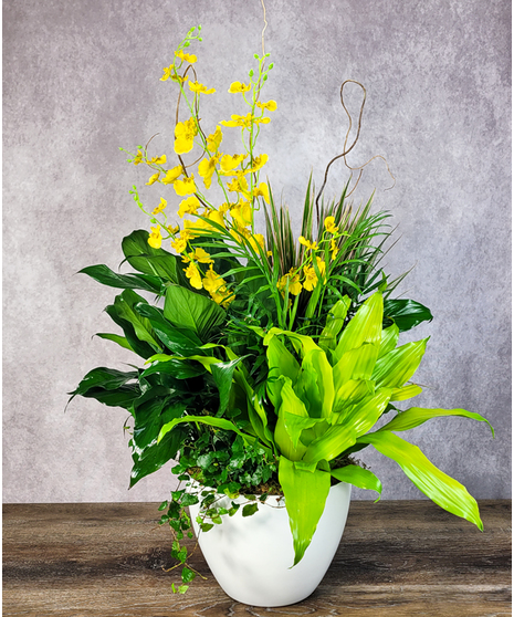 Rainforest Retreat Planter