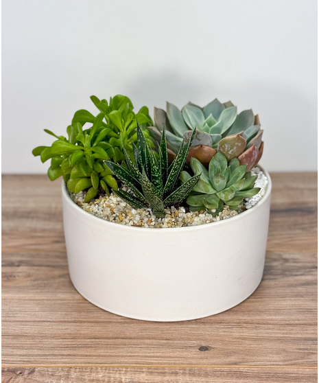 Succulent Garden