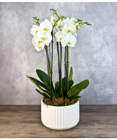 Exquisite Orchids