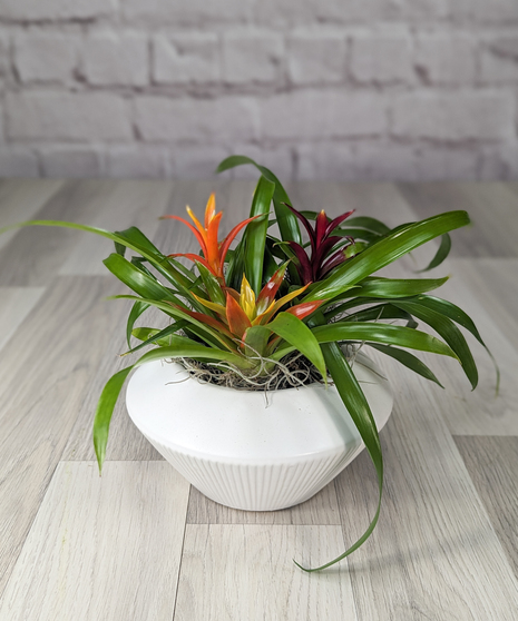 Baby Bromeliads