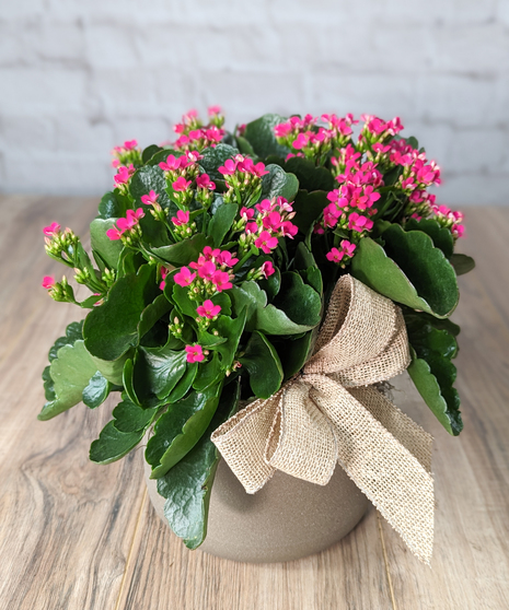 Blooming Kalanchoe Plant