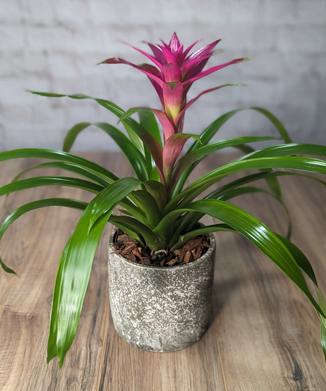 Bromeliad Plant
