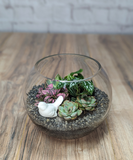 Bubble Bowl Terrarium