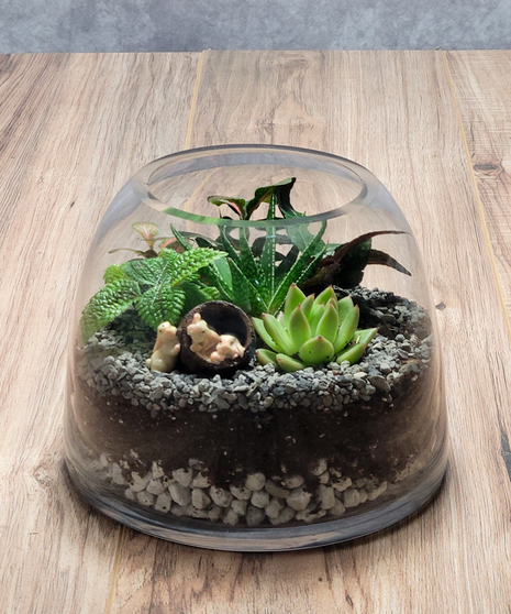 Dome Glass Terrarium