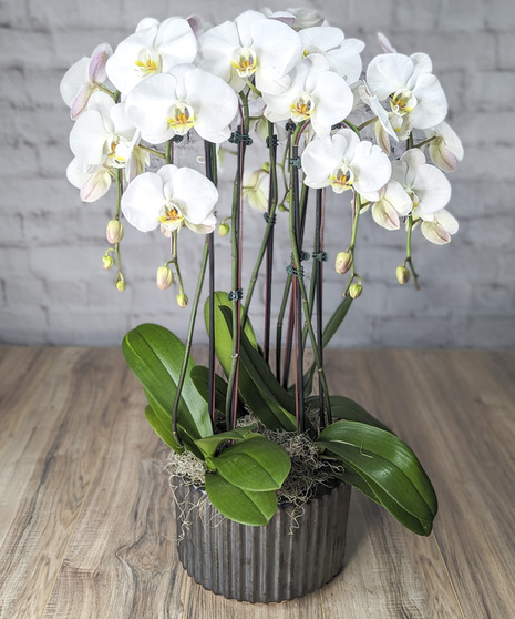 Exquisite Orchids