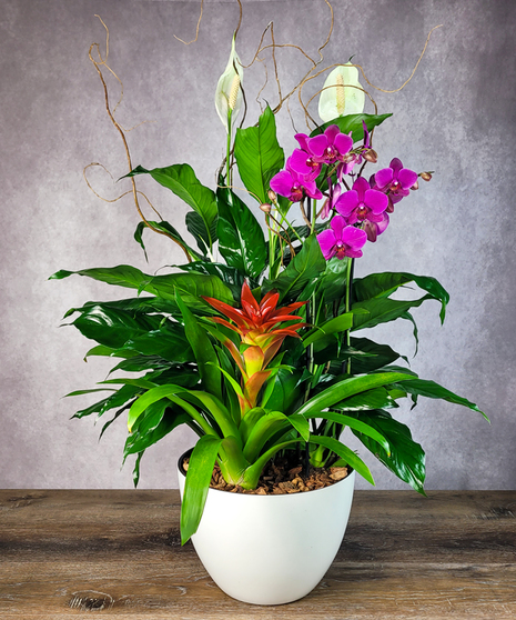 Paradise Planter