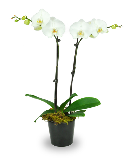Phalaenopsis Orchid Plant