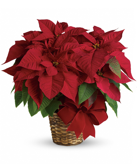 Poinsettia Plant