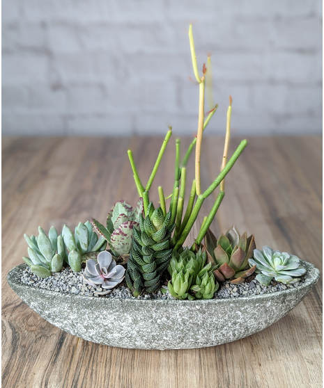 Succulents
