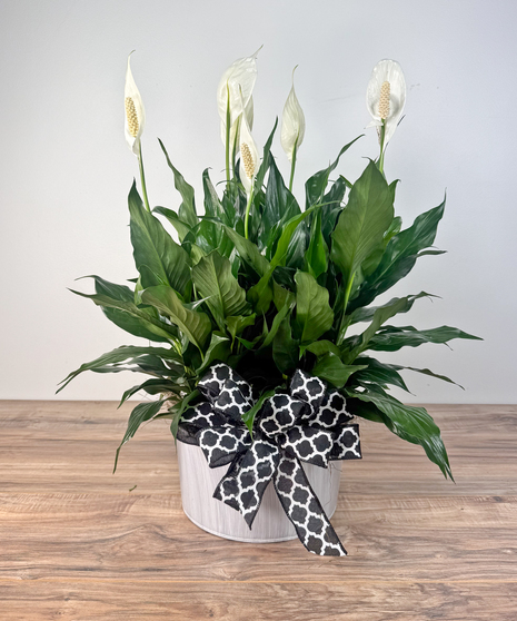Spathiphyllum Garden