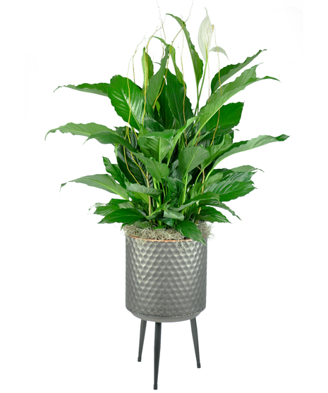 Spathiphyllum with Stand
