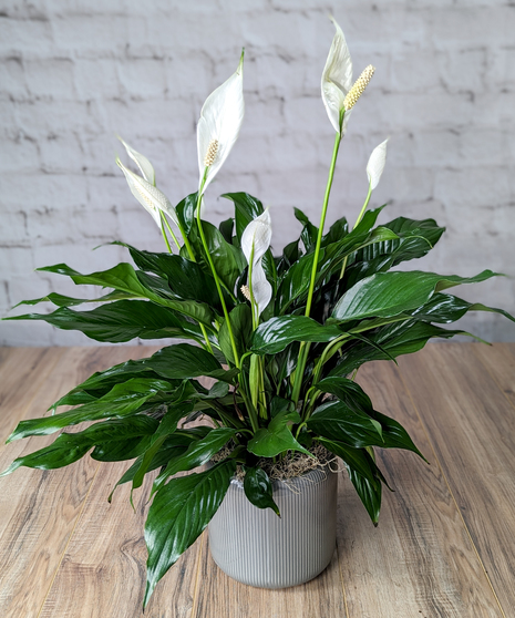 Green Plants
