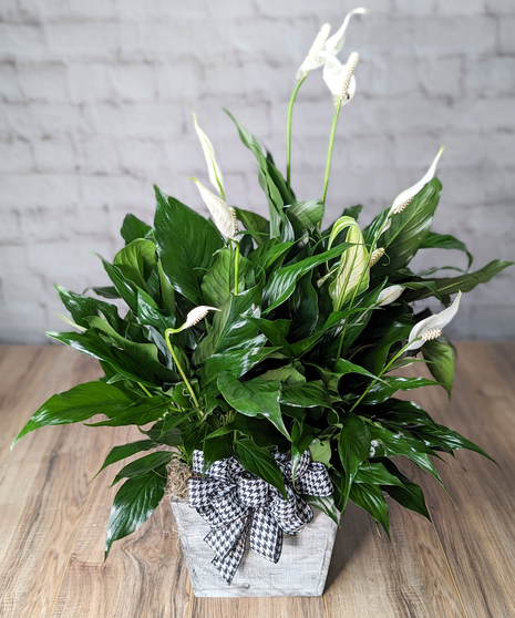 Spathiphyllum Garden